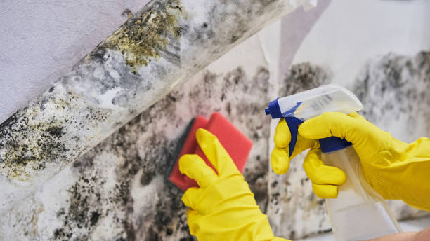 Best Specialized Mold Remediation in Tullytown, PA